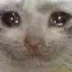 Sad_Cat Sad_Cat