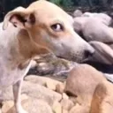 Sideeye_DogTikTokVideoServer