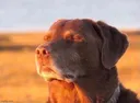 dog_rest