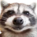 raccoon_grin