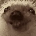 hedgehog_smile