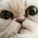 mou_surprise