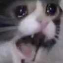 catscream