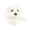 emoji_19