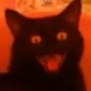 extremehappicat