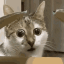 cat_wtf