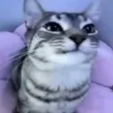 feliz