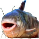 catfish