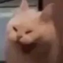 SCat_5D