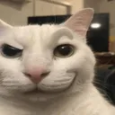 cannycat