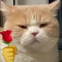 p_catrose
