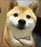 p_dogexplain