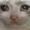crycat
