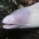 eel