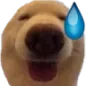 8dawgsweats