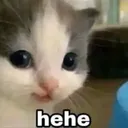 hehe_cat