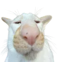 catderp