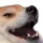 kekdog