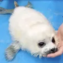 sealra