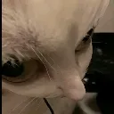 weirdcatsideeye weirdcatsideeye