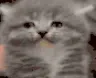 madcat