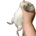 hamstergrab
