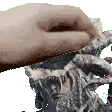 raiderpat