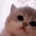 kitty_jamming