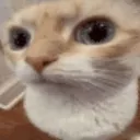 huhcat