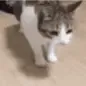 catflop