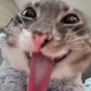 rigbycat