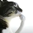 thinkcat