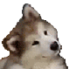 CuteDog animated emote from Speed Wallet