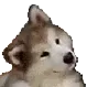 CuteDog