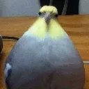 MGO_Bird