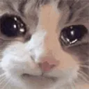 CATTOCRY