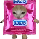 78381condomkittay