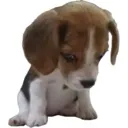 hmph
