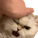mou_pet