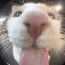blehdistortion