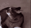 CatAlert