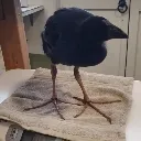 stupid_poultry