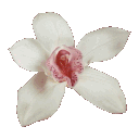 flower_flash Discord emoji