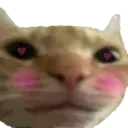 CatBlush