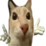 cat_shrug