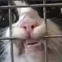 caged
