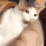6cat_bitting