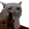 GIFSadCatGun