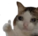 :Meme_Sad_Cat_Thumbs_Up:
