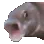 <a:pogfishanimated:1380282946543685754>